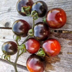 Черниченский черри