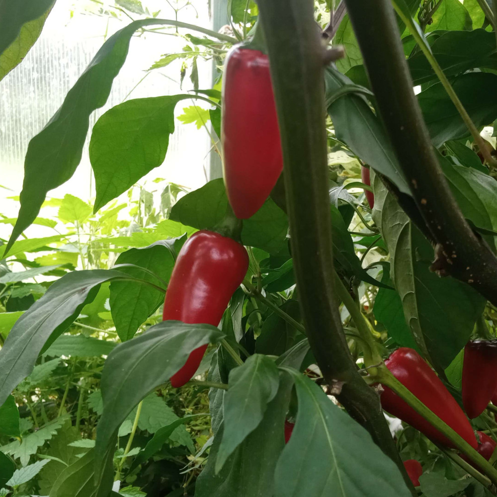 Семена острого перца Jalapeno Purple