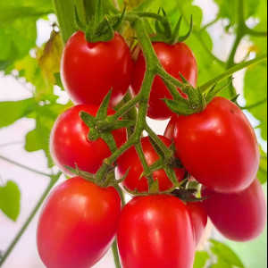 Гроздь сливок