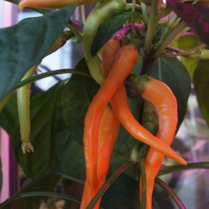 Portokolova Fifronka