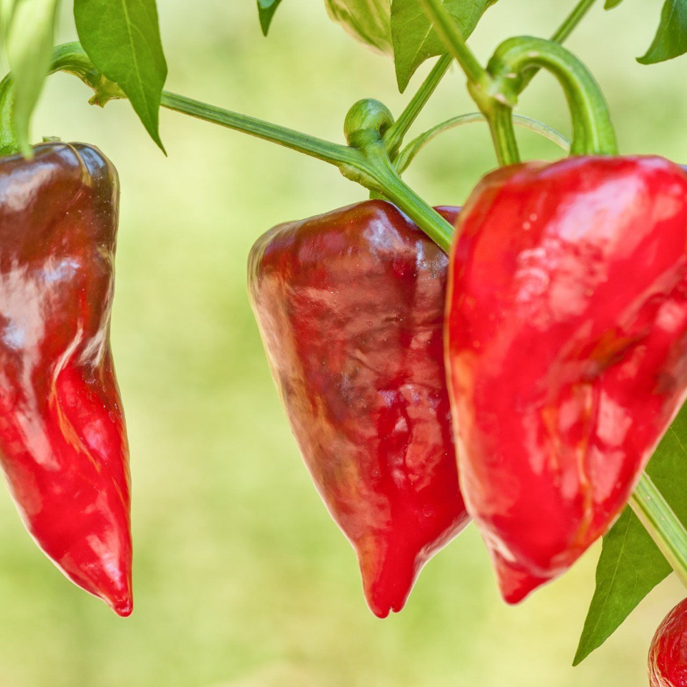 Семена сладкого перца Пловдивская Капия (Plovdiv Kapia)