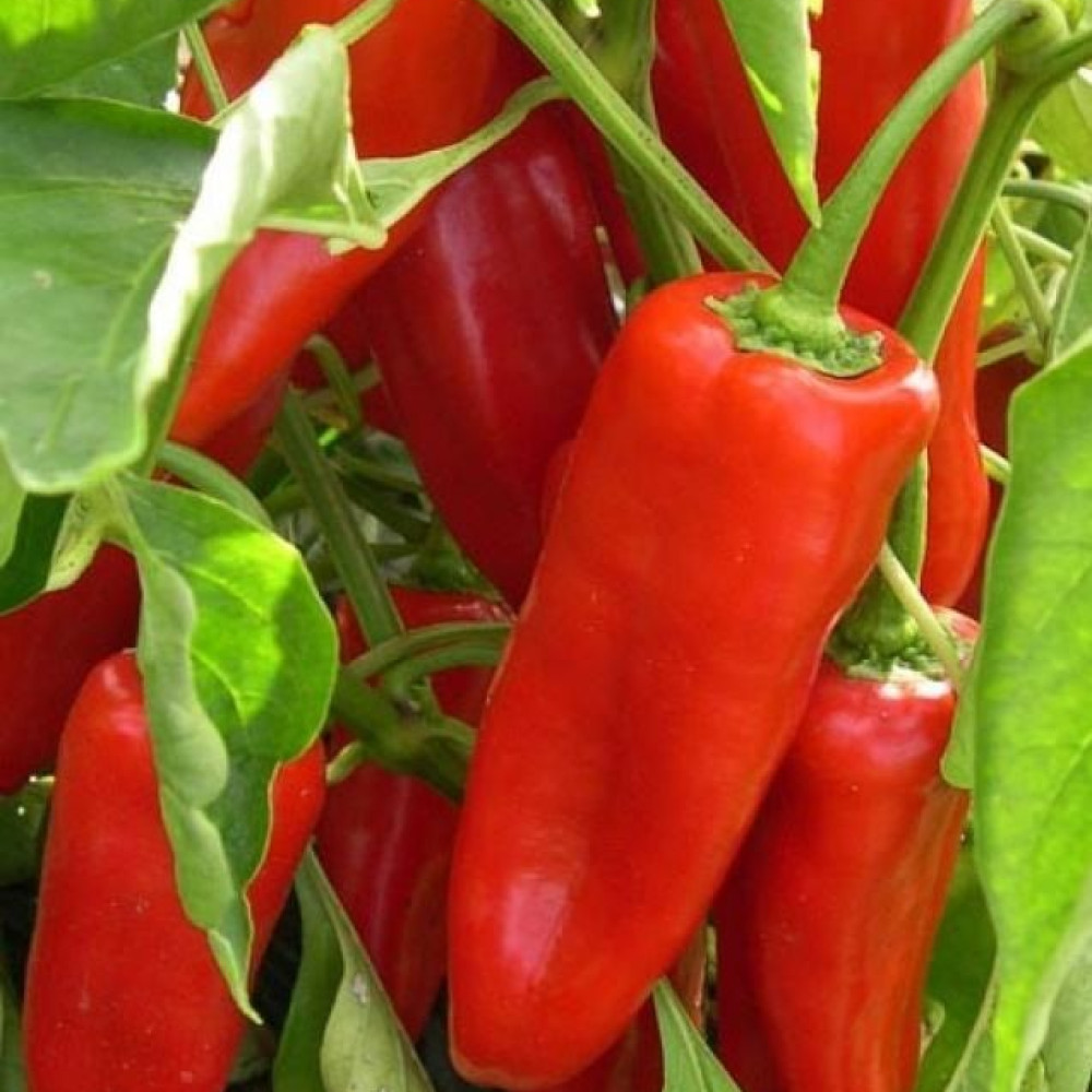 Семена сладкого перца Морозко