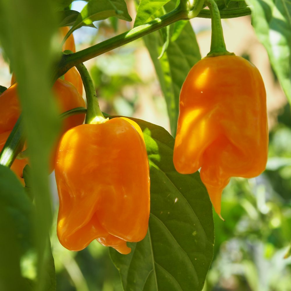 Семена острого перцаTrinidad Scorpion orange