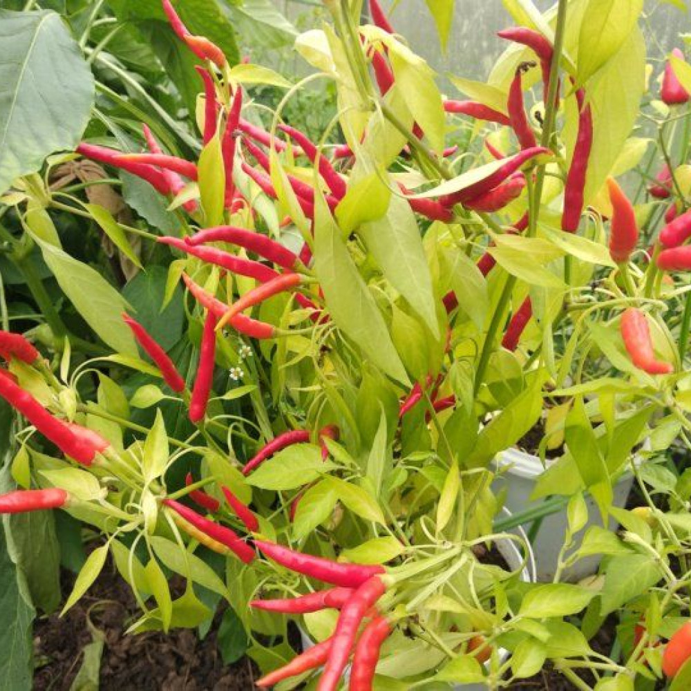 Семена острого перца Мышиный хвост