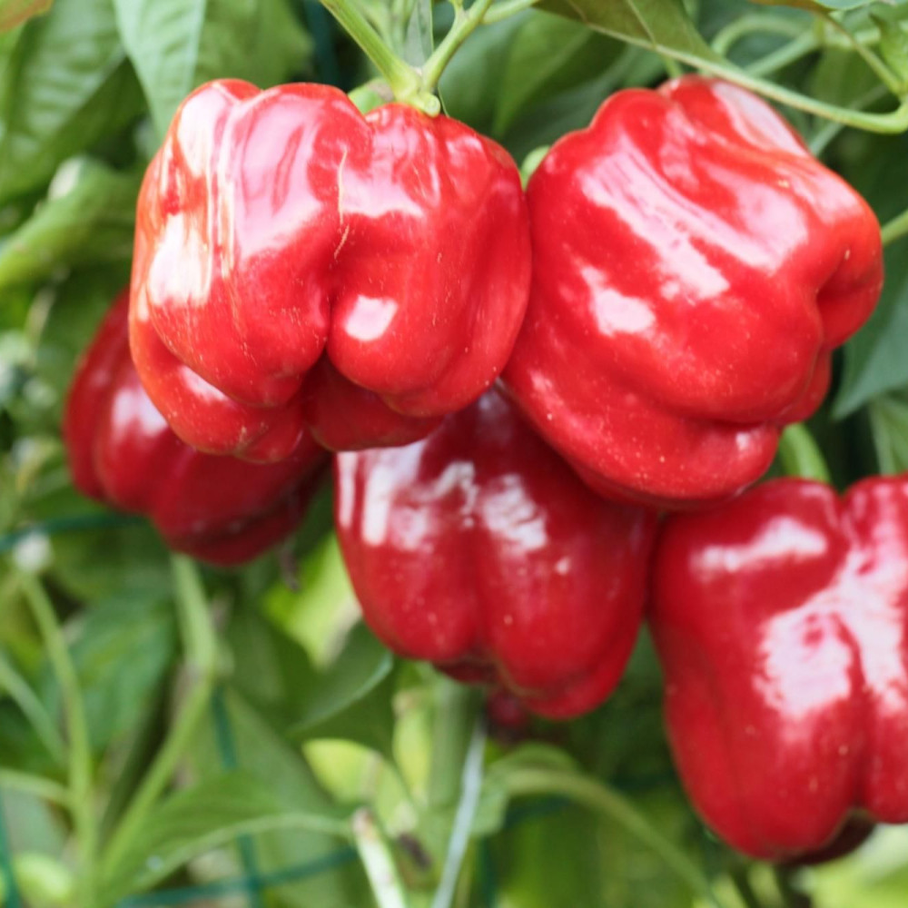 Семена сладкого перца Асти