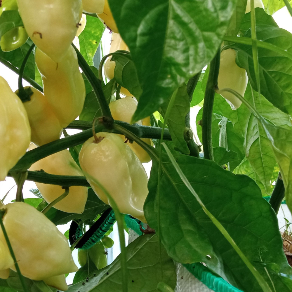 Семена острого перца 7pot White