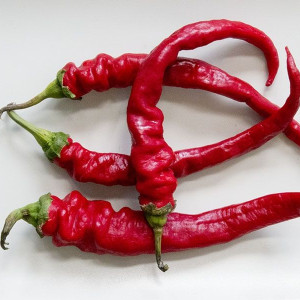 Длинный Ландский (Doux long des Landes)