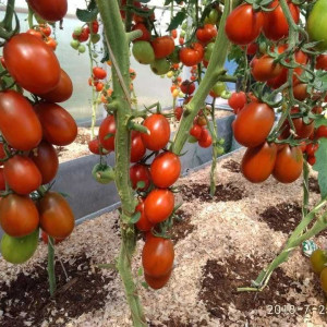 Де Барао розовый