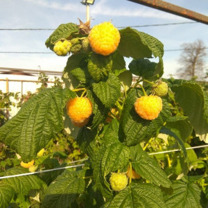 Утренняя роса