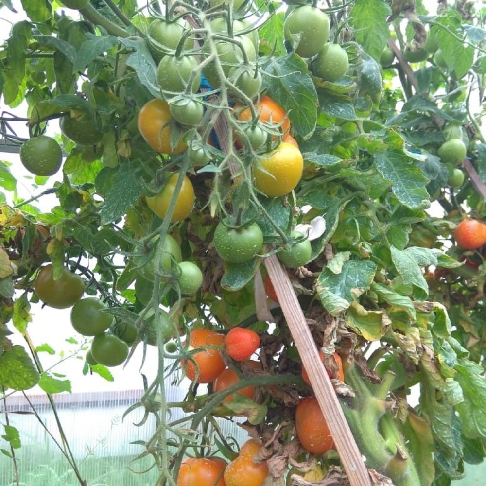 Семена томата Златава