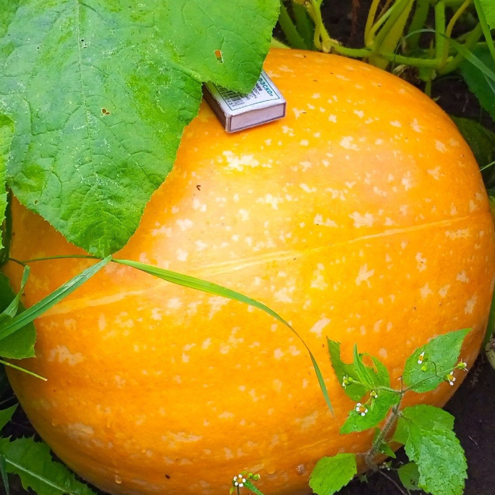 Семена тыквы Big Max Sweet-1