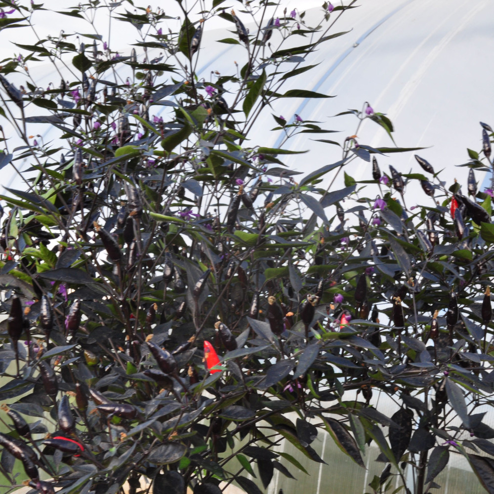 Семена острого перца Black olive pheno full black-3