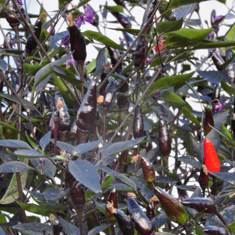 Семена острого перца Black olive pheno full black-1