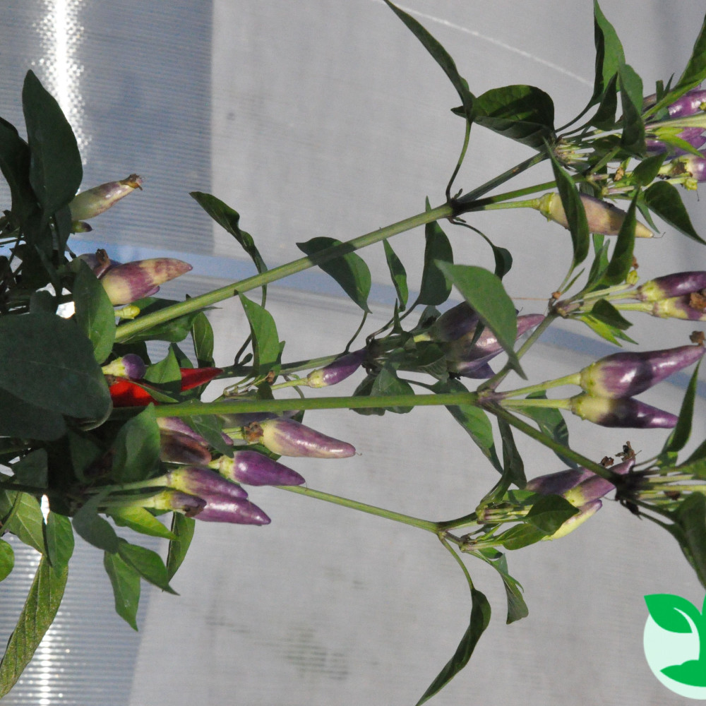 Семена острого перца Ornamental Masquerade-1