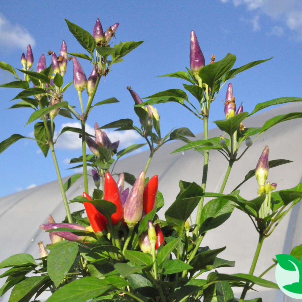 Семена острого перца Ornamental Masquerade-2