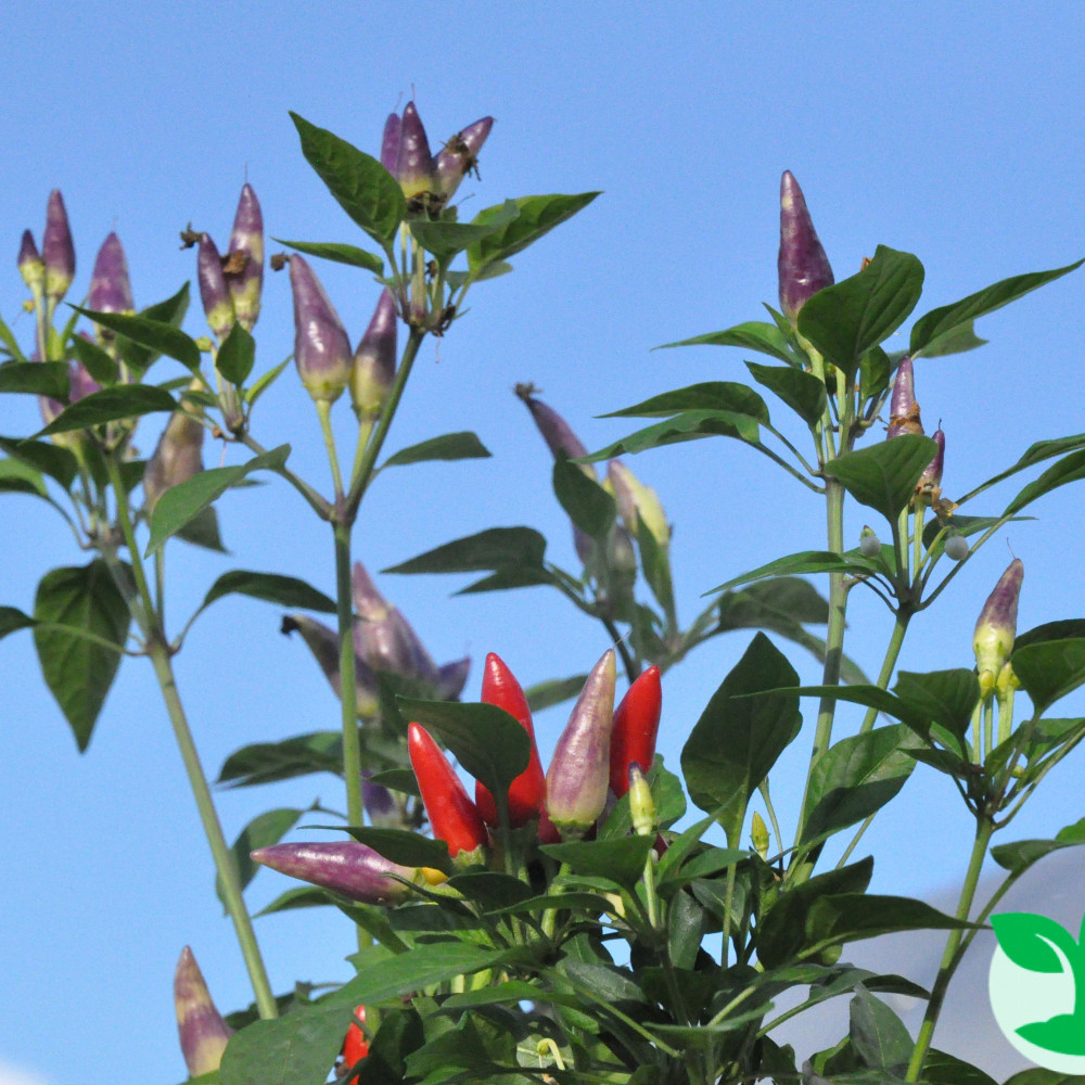 Семена острого перца Ornamental Masquerade-3