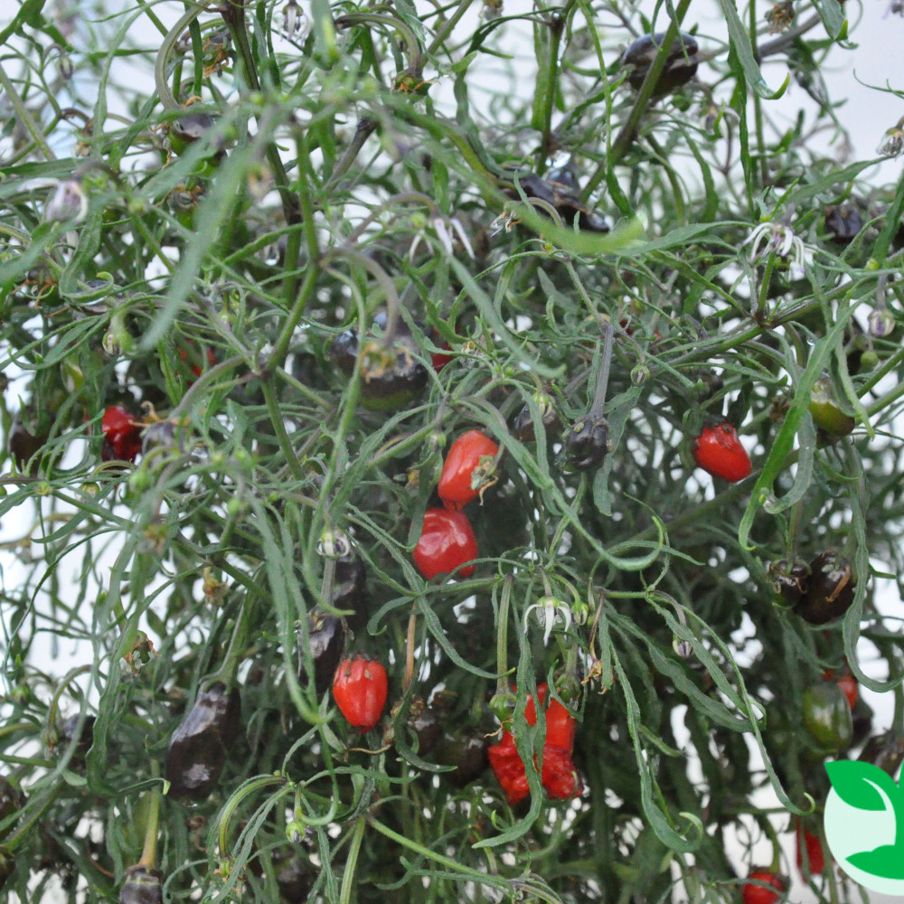 Семена острого перца Mutant Black-2