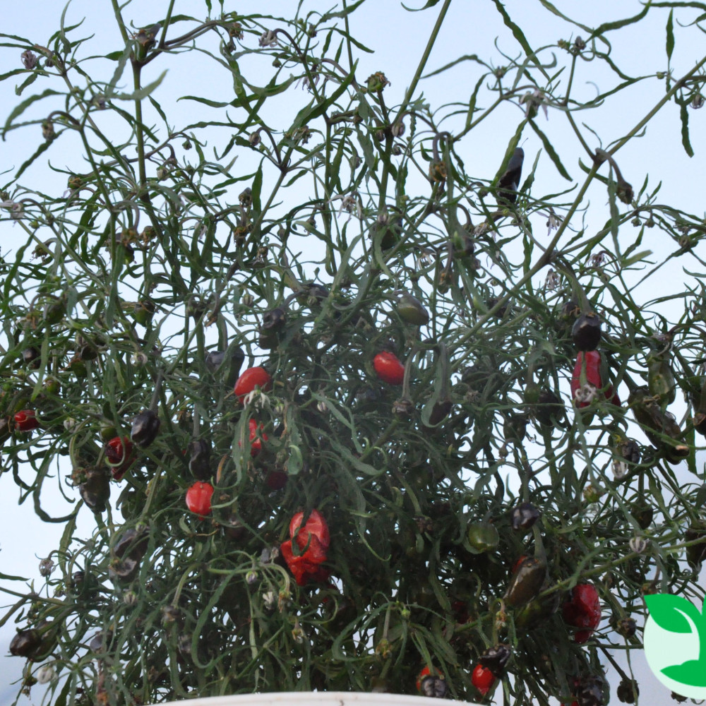 Семена острого перца Mutant Black-3