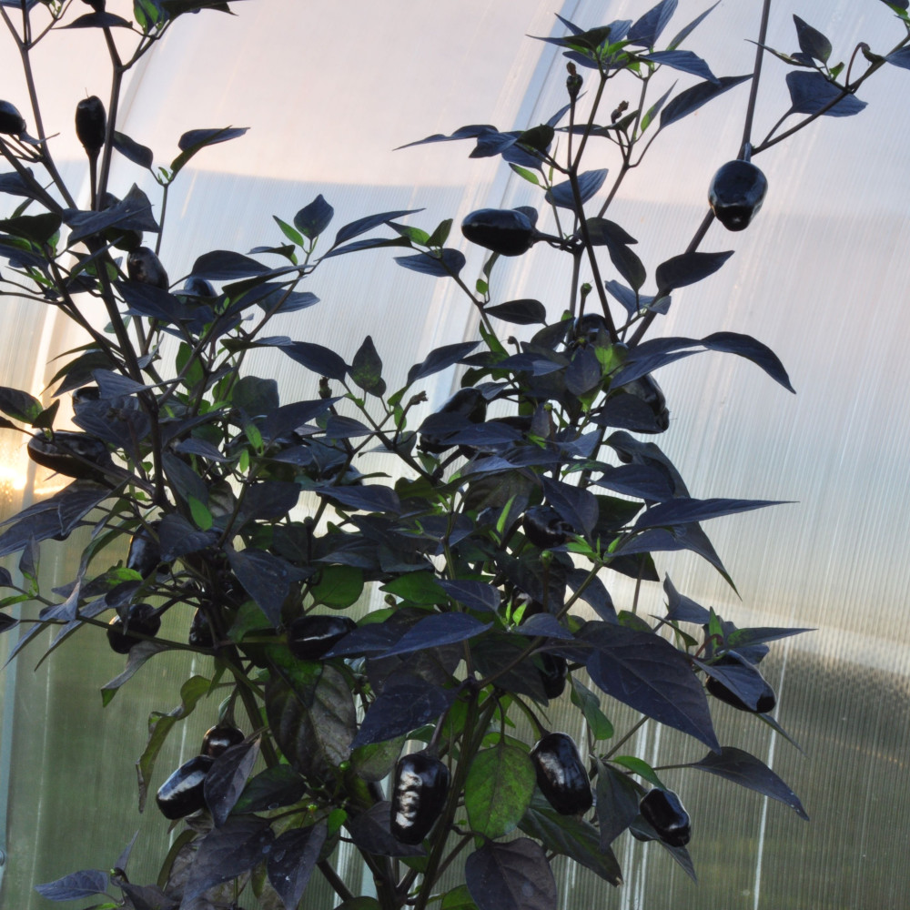 Семена острого перца Black olive ornamental-3