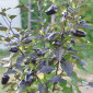 Семена острого перца Black olive ornamental