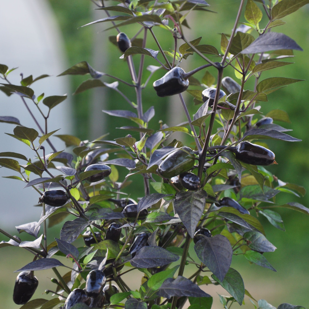 Семена острого перца Black olive ornamental