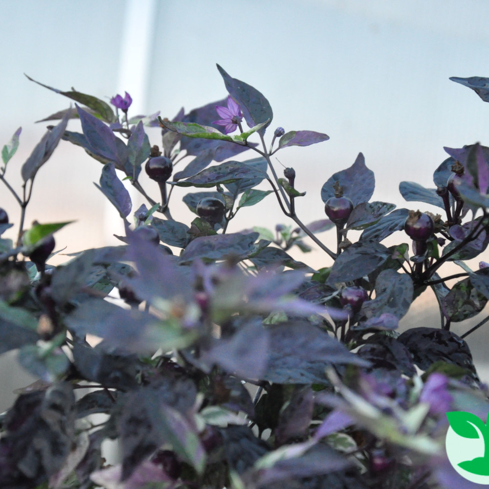 Семена острого перца Purple flesh-1