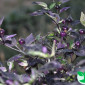 Семена острого перца Purple flesh