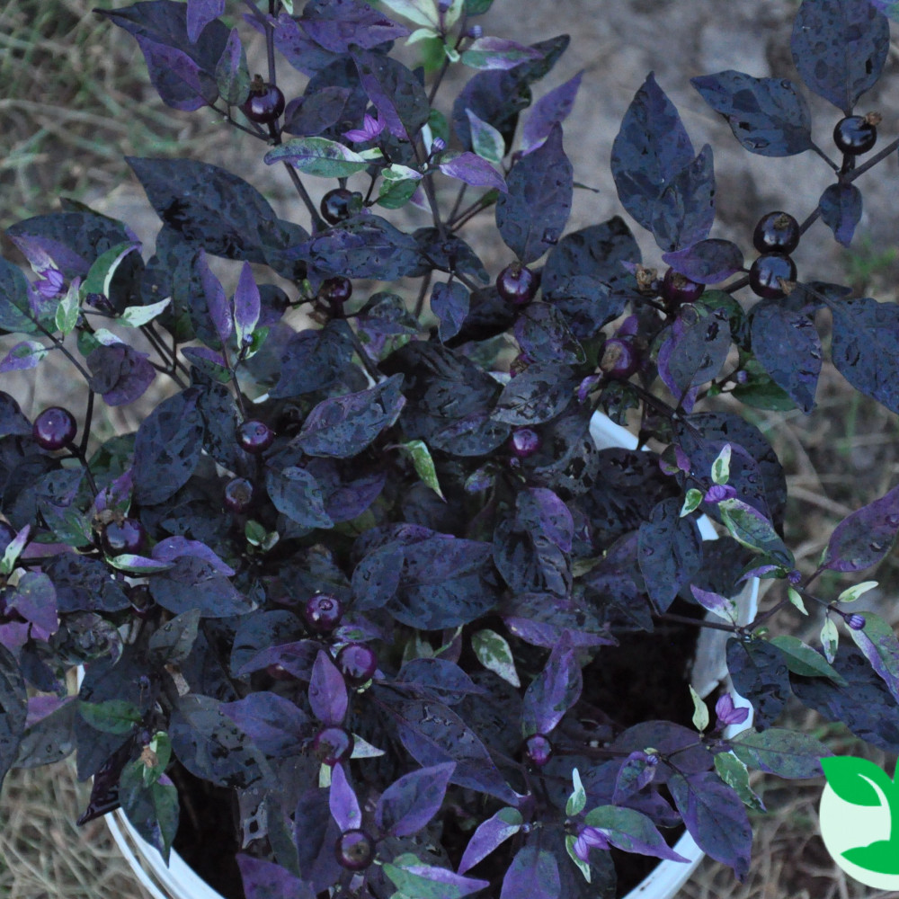 Семена острого перца Purple flesh