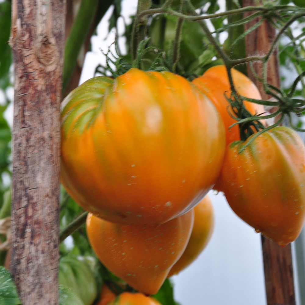 Семена томата Сердце Любы-1