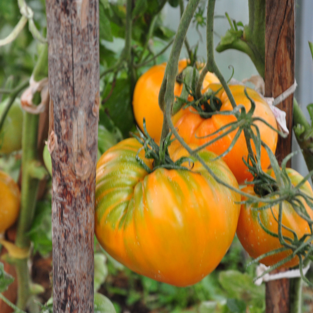 Семена томата Сердце Любы