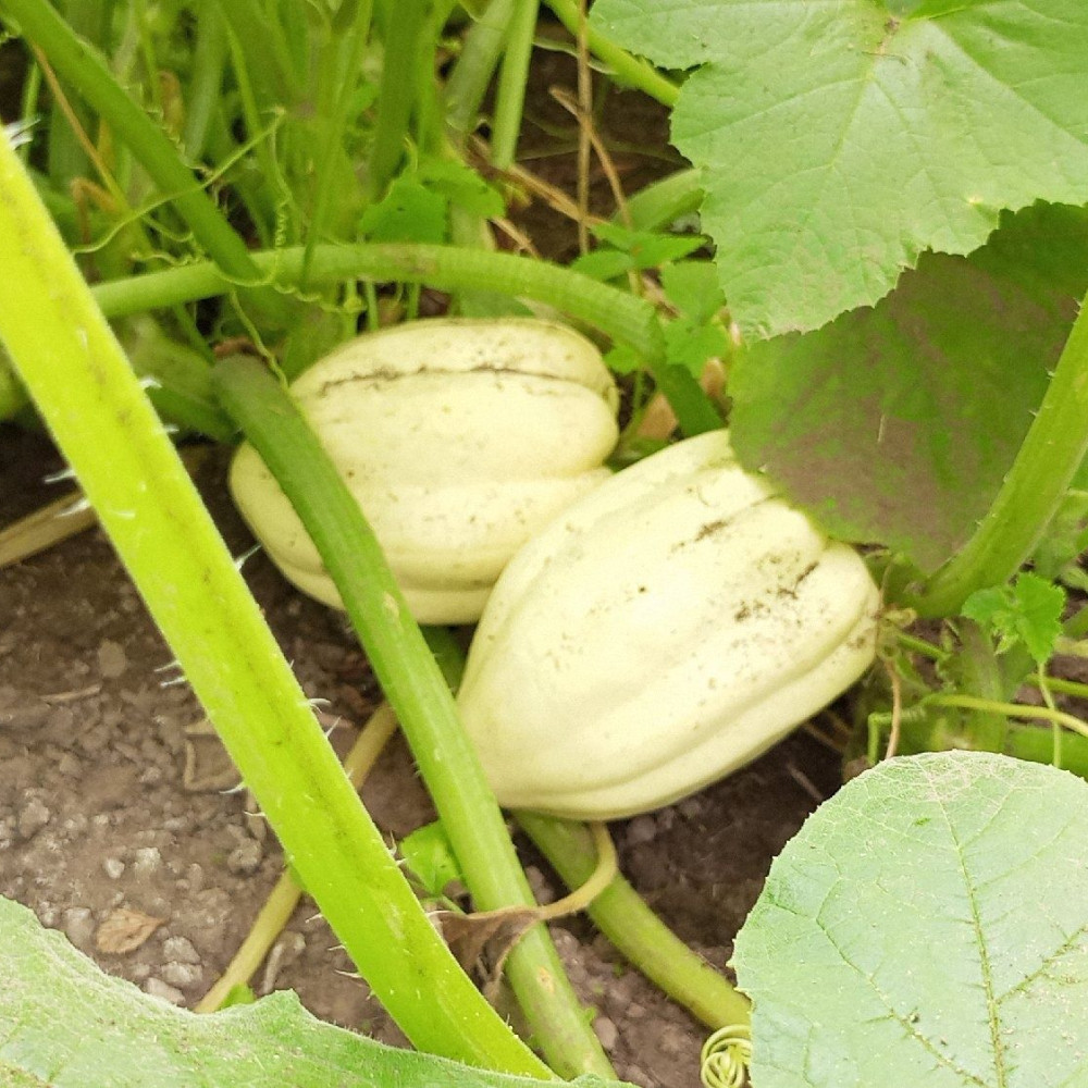 Семена тыквы Cream of the Crop