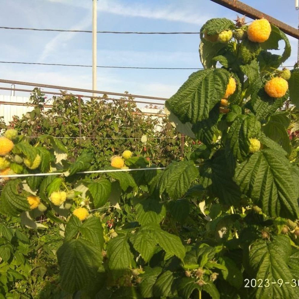 Семена малины Утренняя роса-1