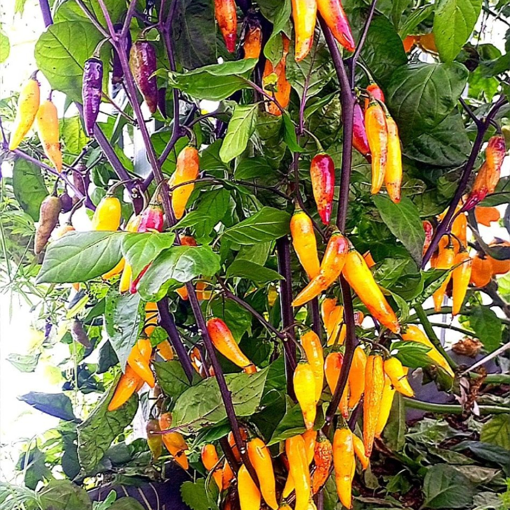 Семена острого перца Naga Colt Yellow