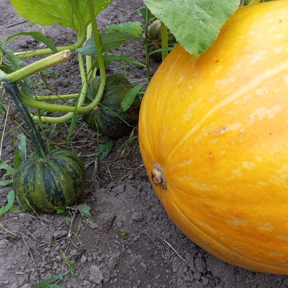 Семена тыквы Big Max Sweet