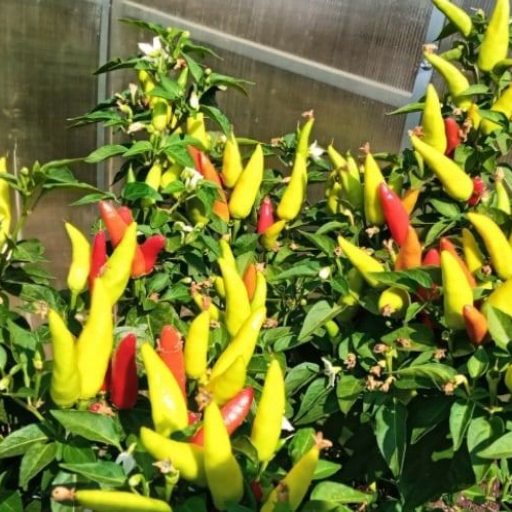 Семена острого перца Matchbox-1