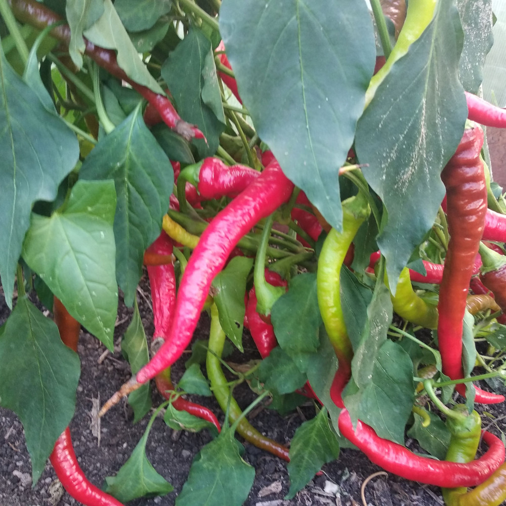 Семена острого перца Бараний Рог