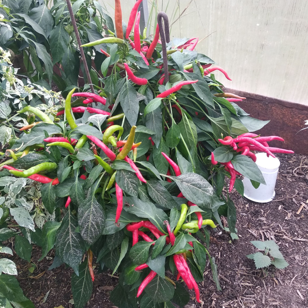 Семена острого перца Медуза горгона