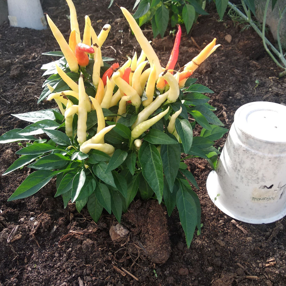 Семена острого перца Poinsettia