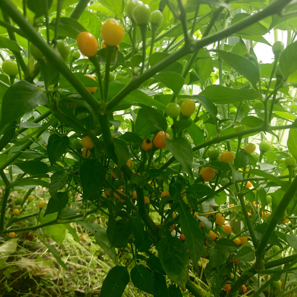 Семена острого перца Aji Charapita-1