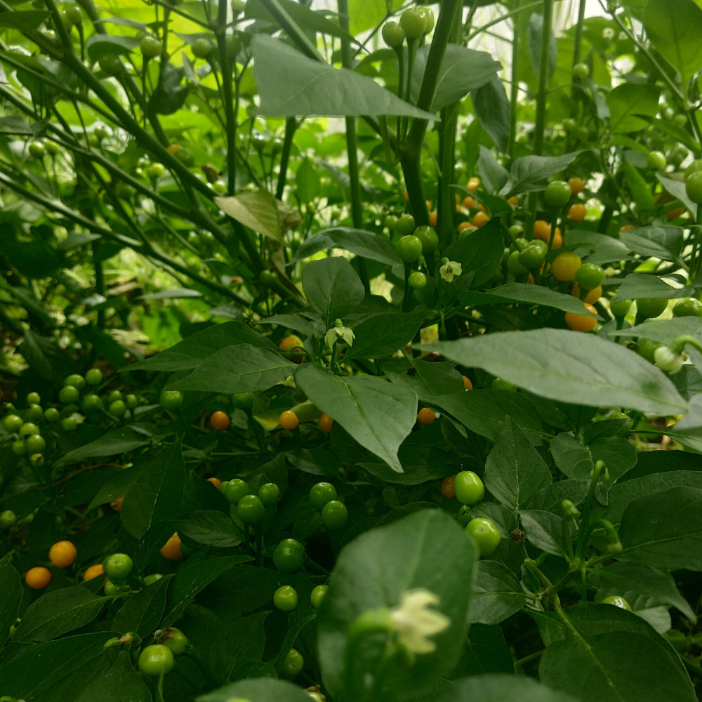 Семена острого перца Aji Charapita-2