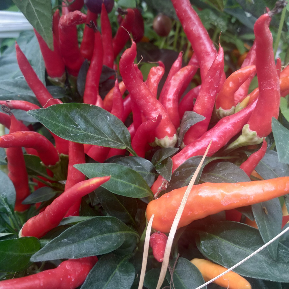 Семена острого перца Poinsettia-1