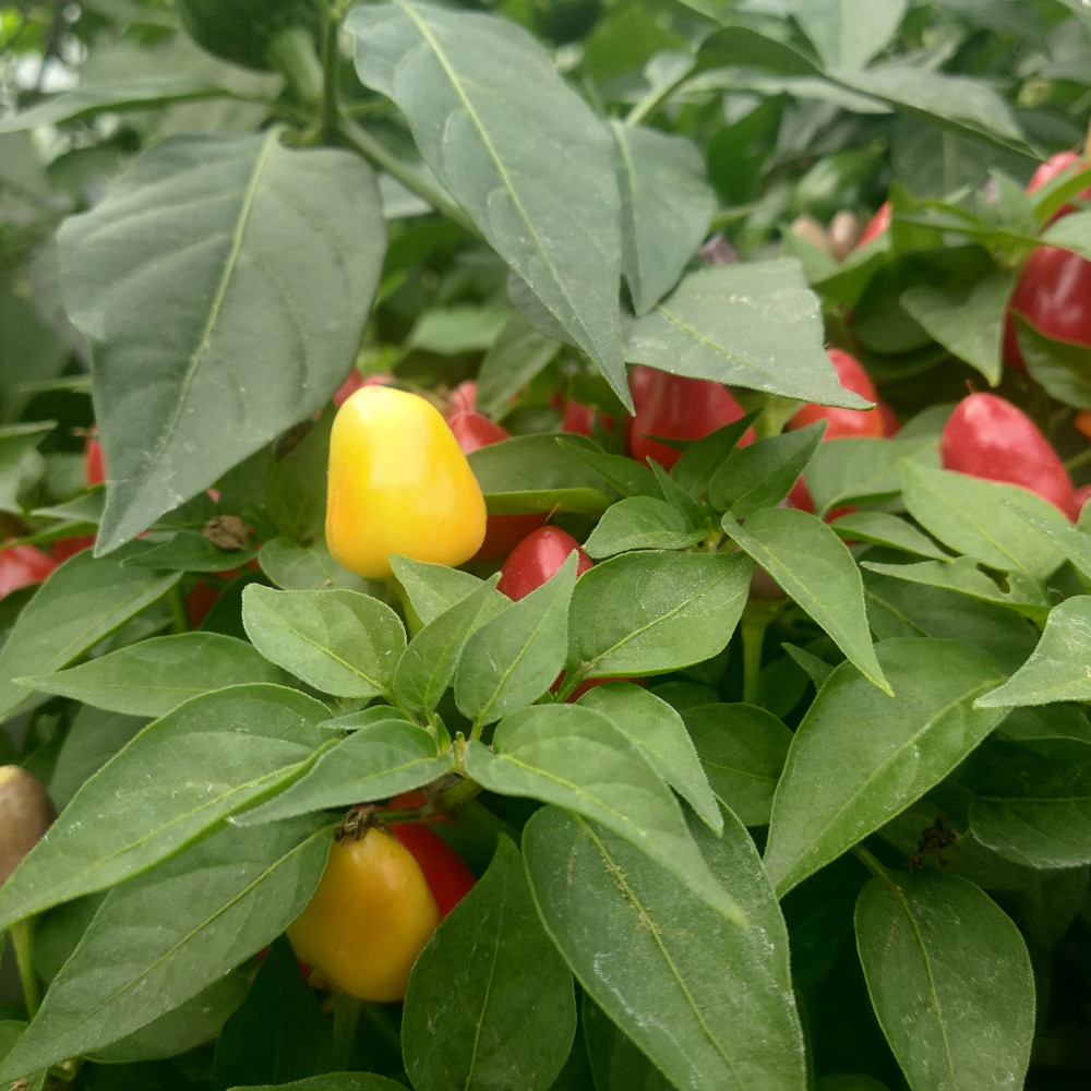 Семена острого перца Алладин-1