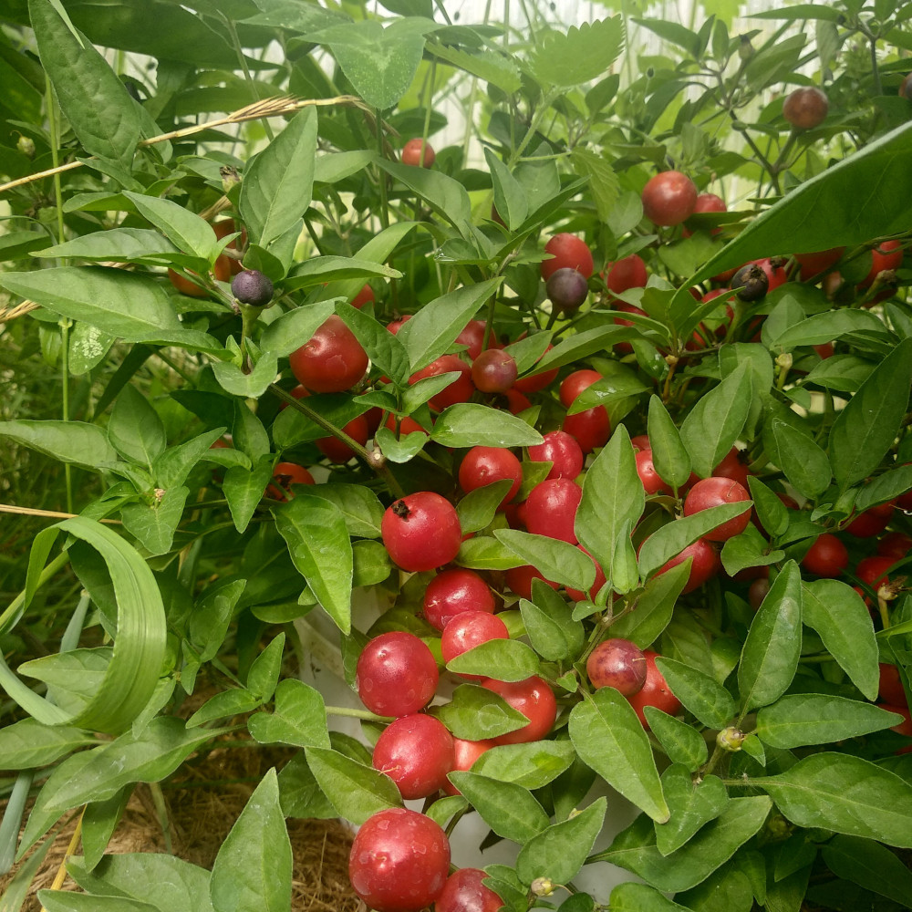 Семена острого перца Мексиканец-1