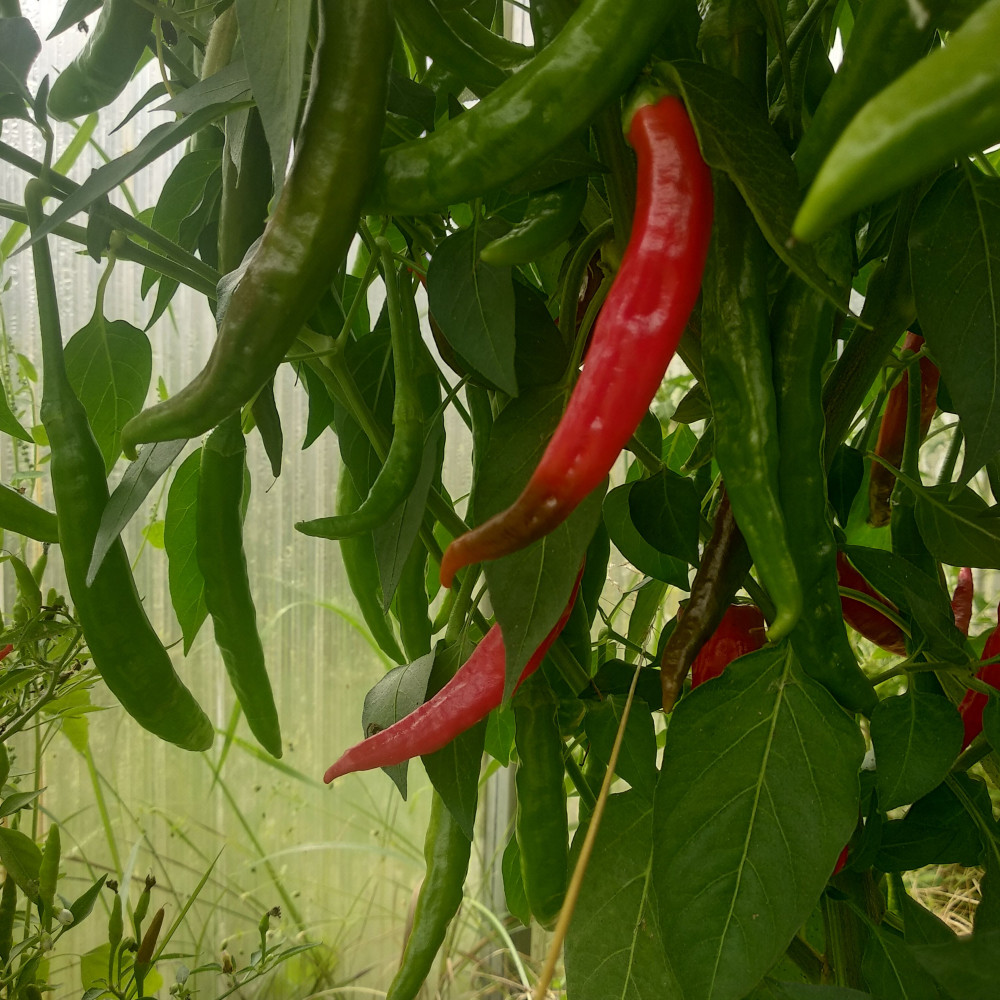 Семена острого перца Guntur-1