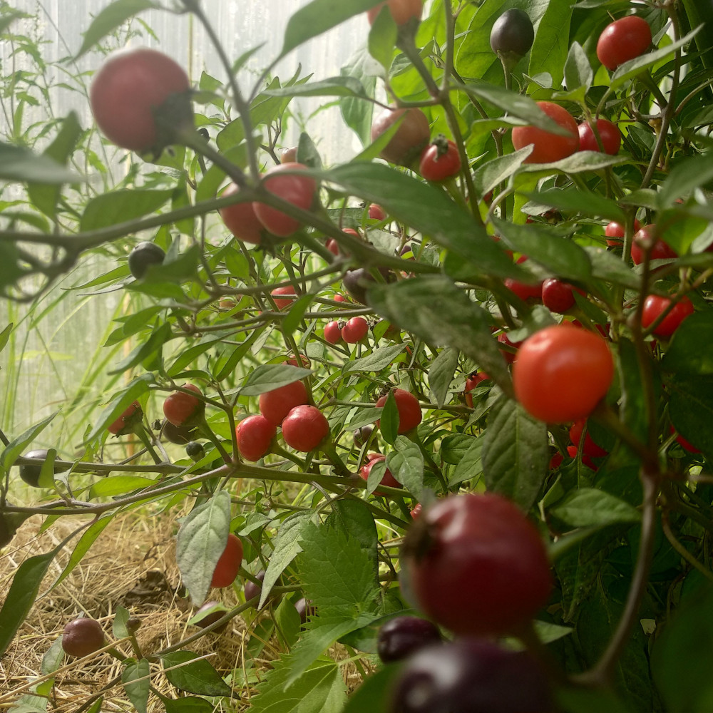 Семена острого перца Sirius