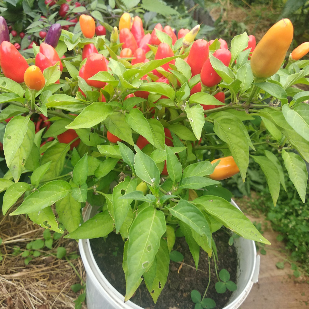 Семена острого перца Алладин-2