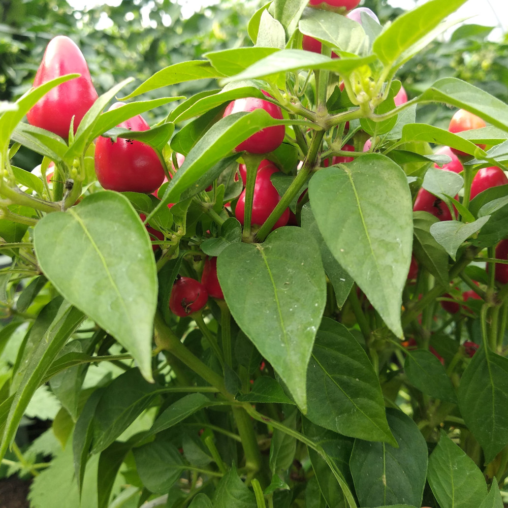 Семена острого перца Пиковая дама