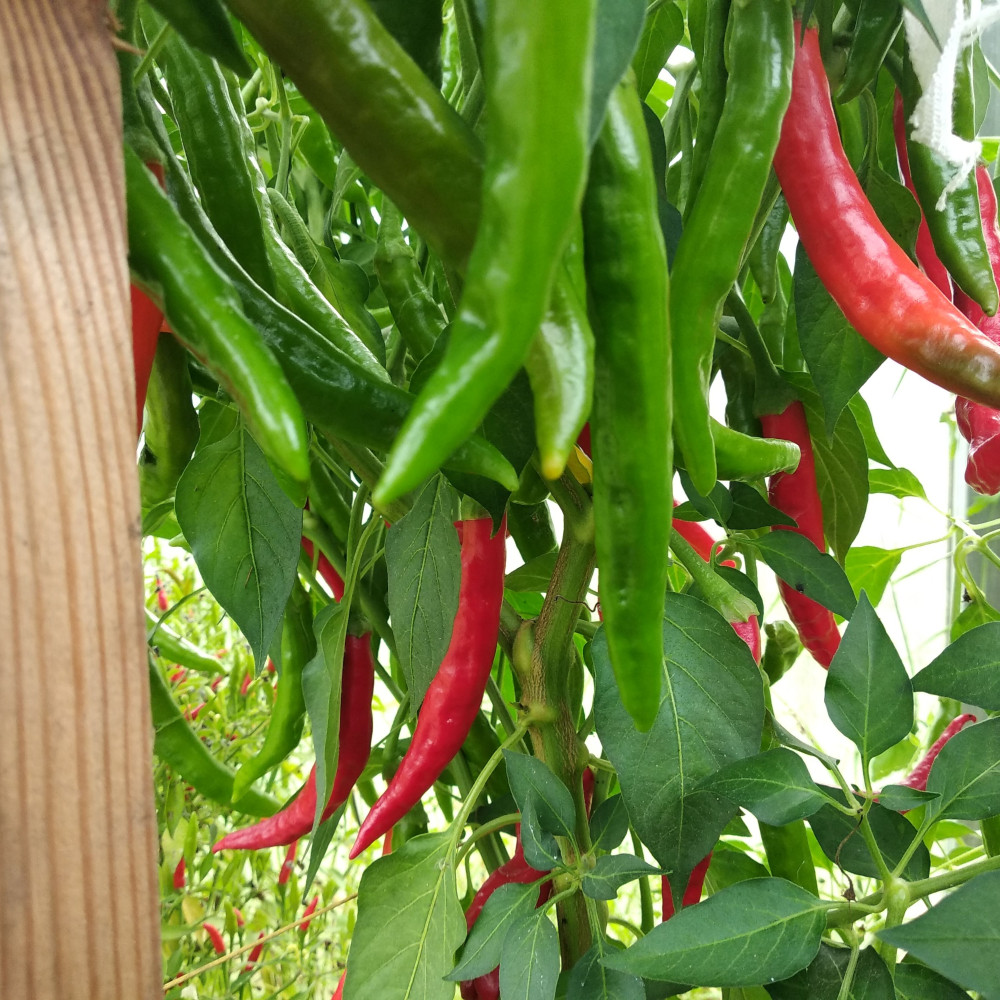 Семена острого перца Guntur