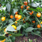 Семена острого перца Tangerines