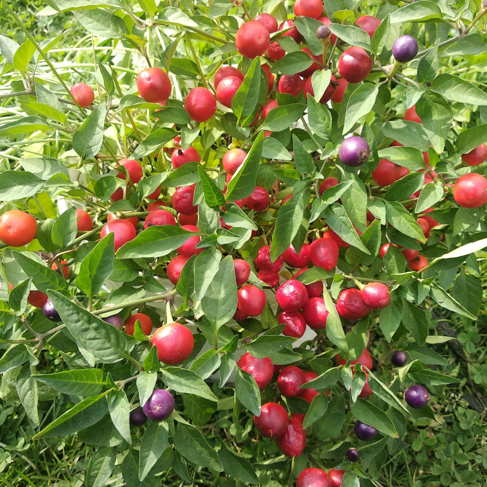 Семена острого перца Мексиканец